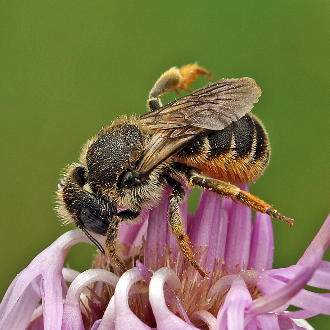 Fotografische Darstellung der Wildbiene Bedornte Schneckenhausbiene