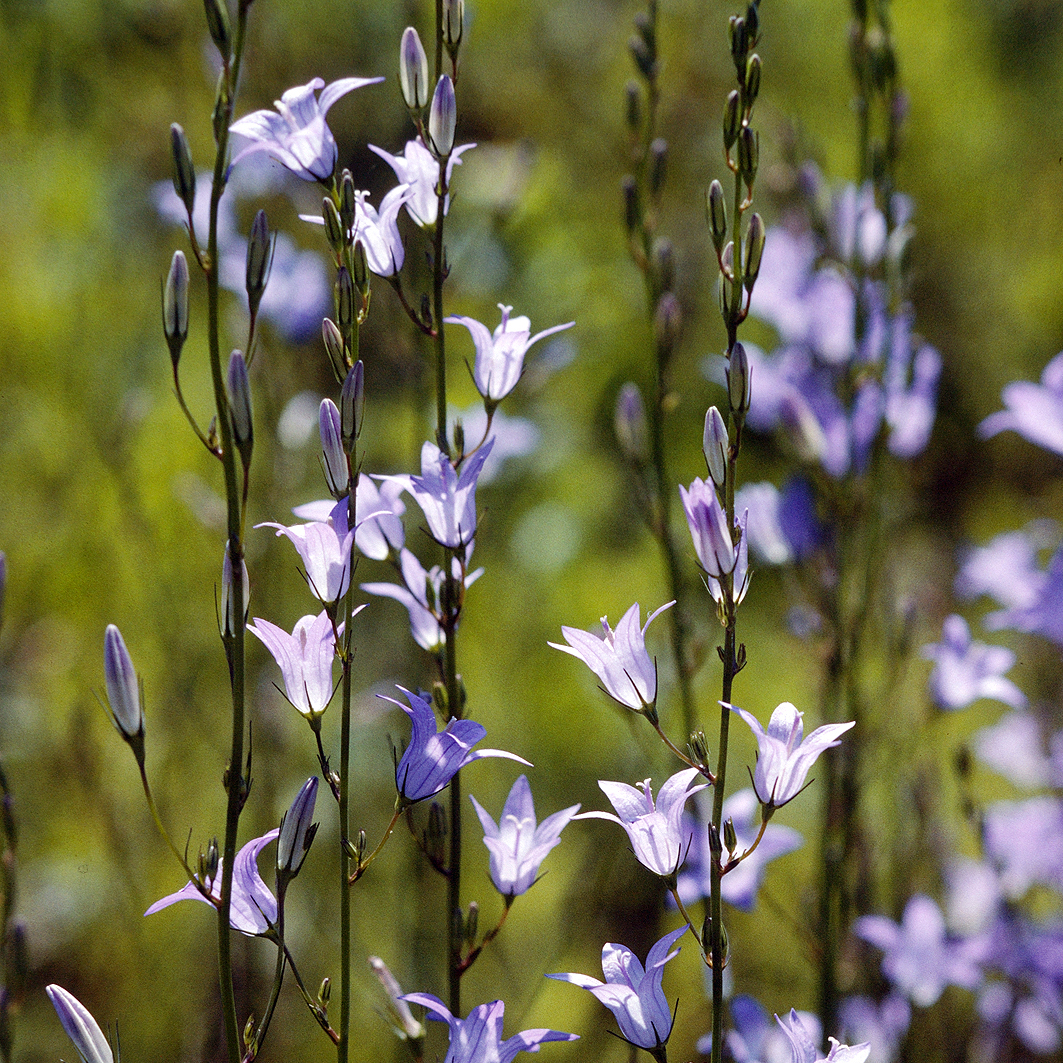 Fotografische Darstellung der Pflanze Rapunzel-Glockenblume