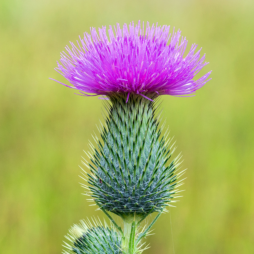 Fotografische Darstellung der Pflanze Gemeine Kratzdistel