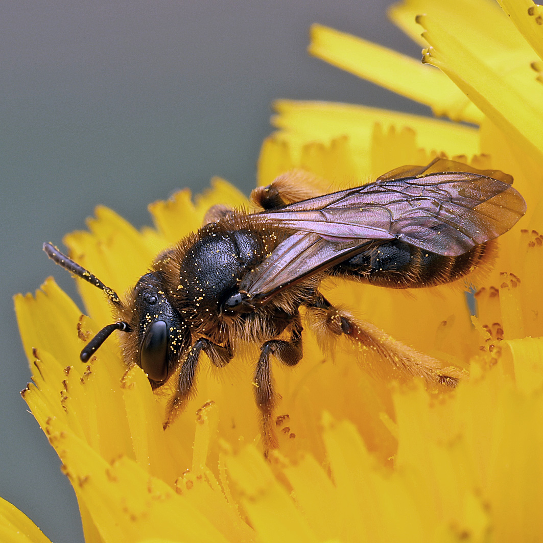 Fotografische Darstellung der Wildbiene Pippau-Sandbiene