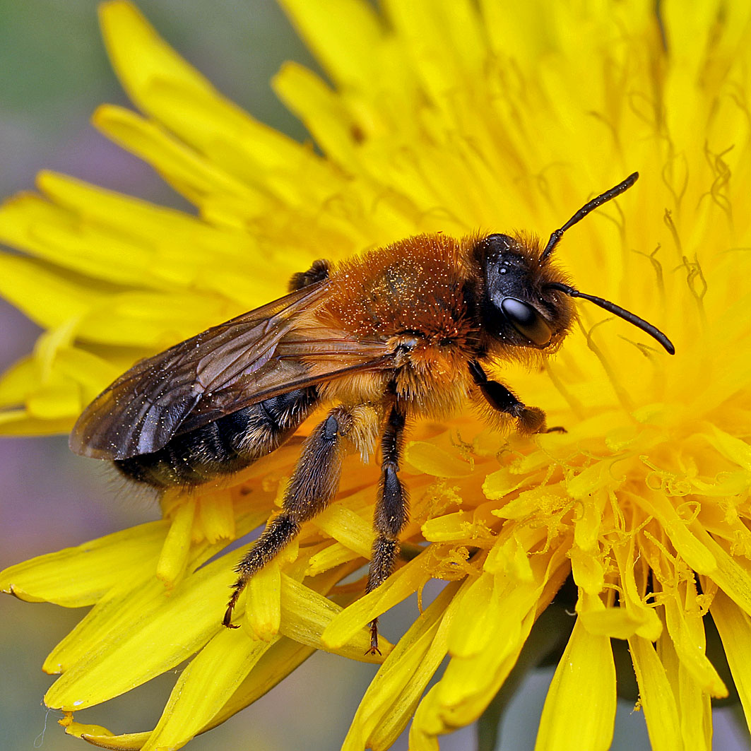 Fotografische Darstellung der Wildbiene Schwarzhaarige Düstersandbiene