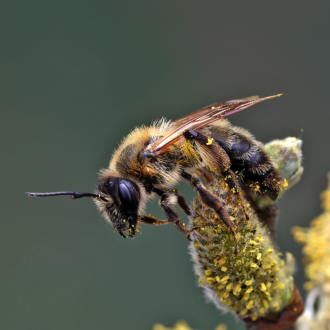 Fotografische Darstellung der Wildbiene Gesellige Sandbiene