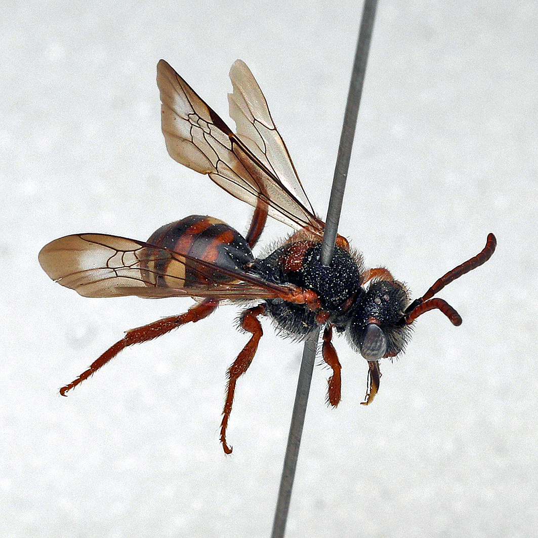 Fotografische Darstellung der Wildbiene Vorfrühlings-Wespenbiene