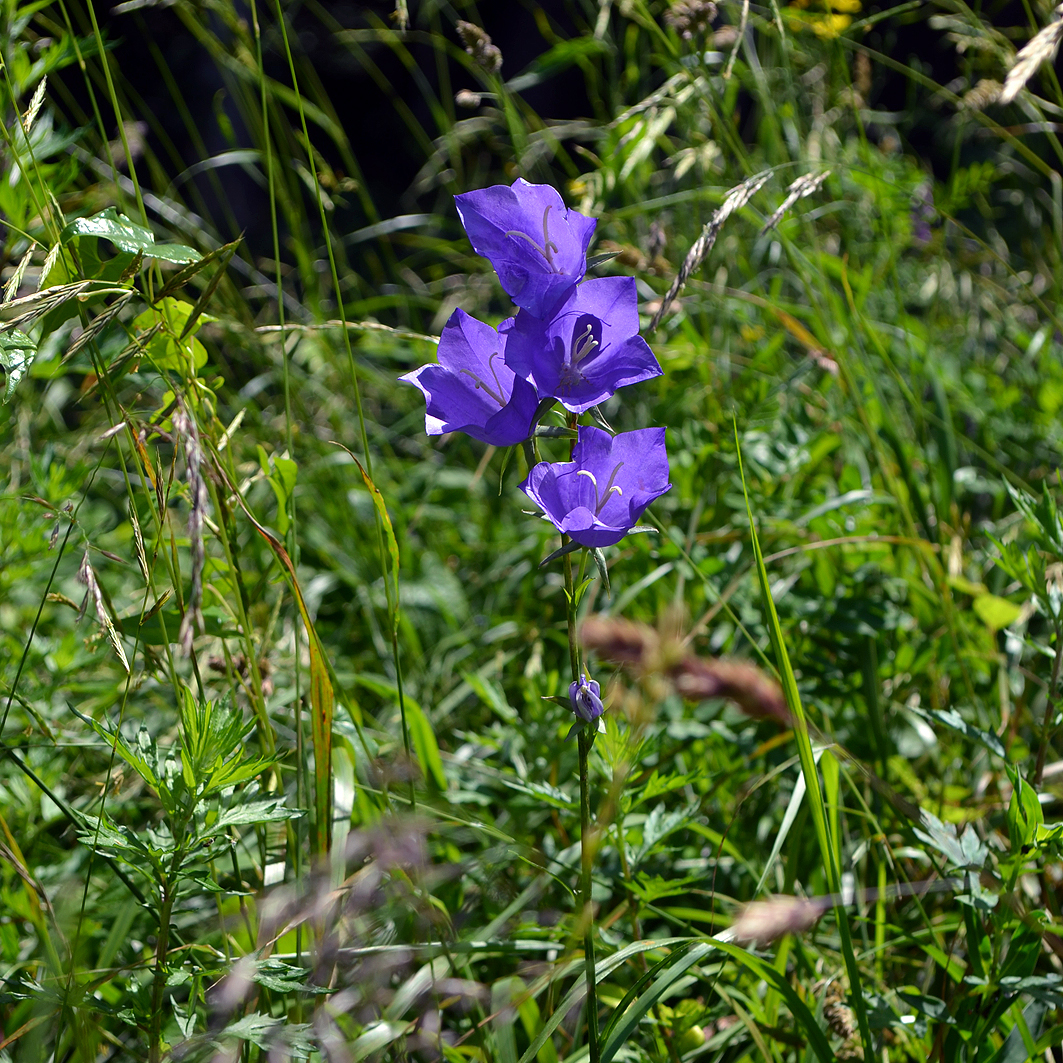 Fotografische Darstellung der Pflanze Pfirsichblättrige Glockenblume