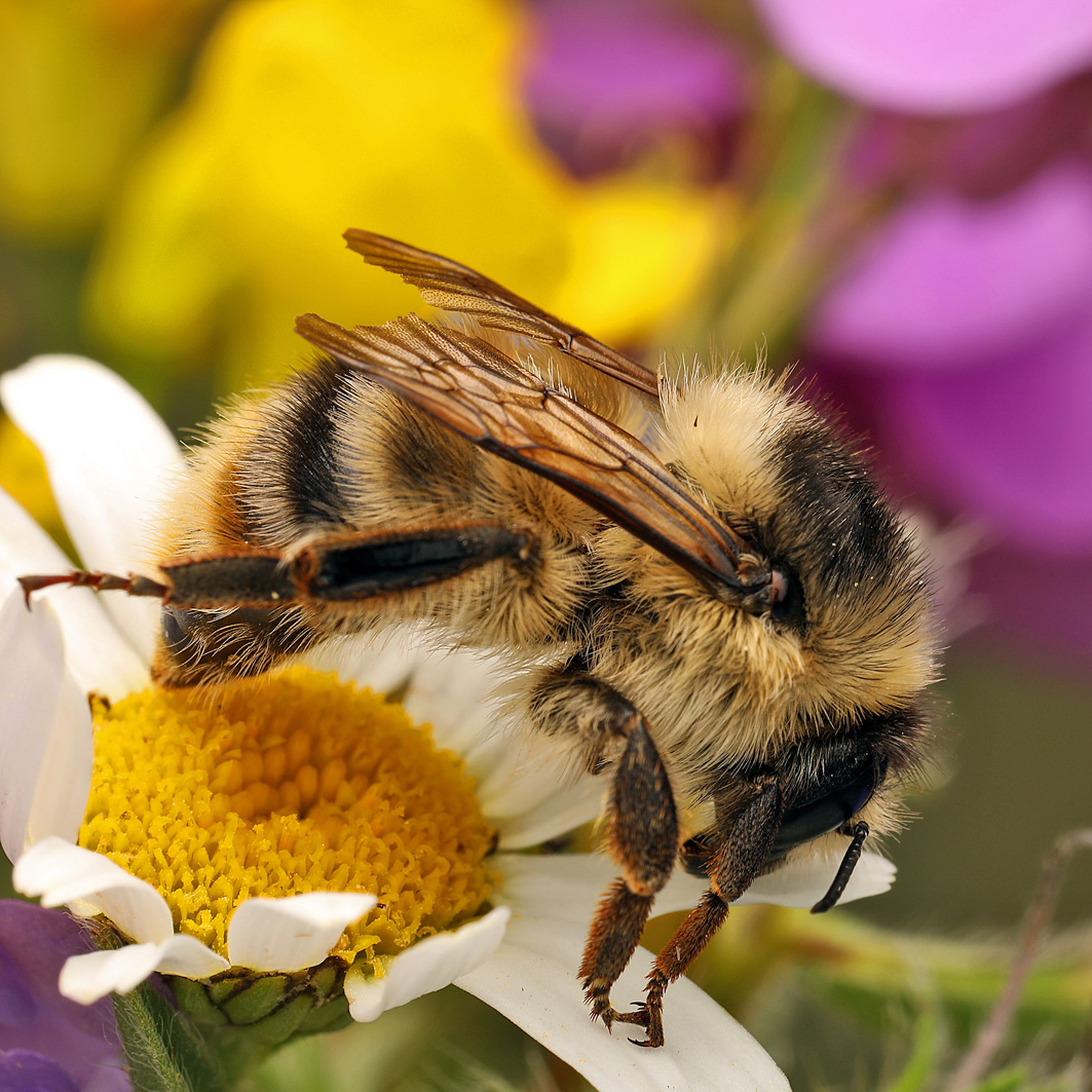 Fotografische Darstellung der Wildbiene Bunte Hummel