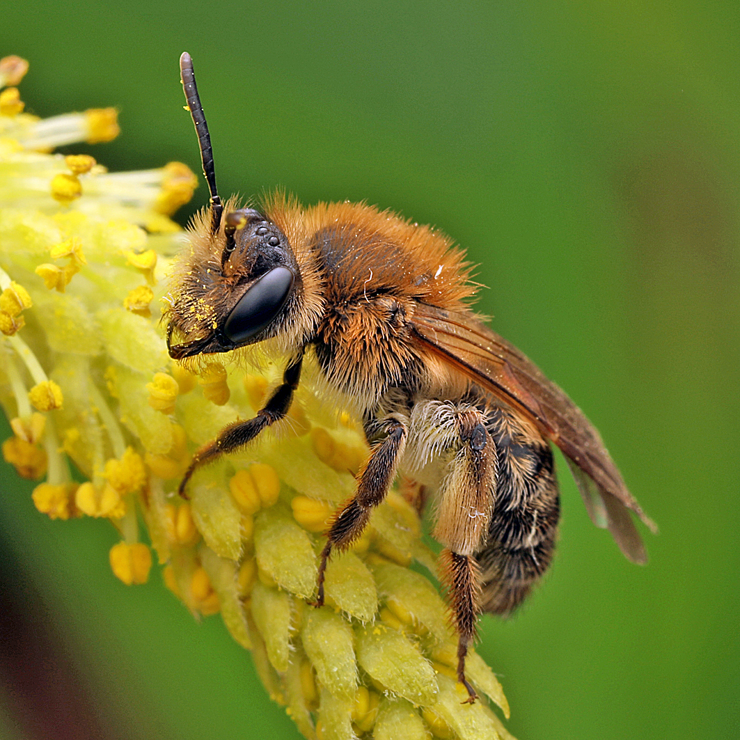 Fotografische Darstellung der Wildbiene Auen-Lockensandbiene