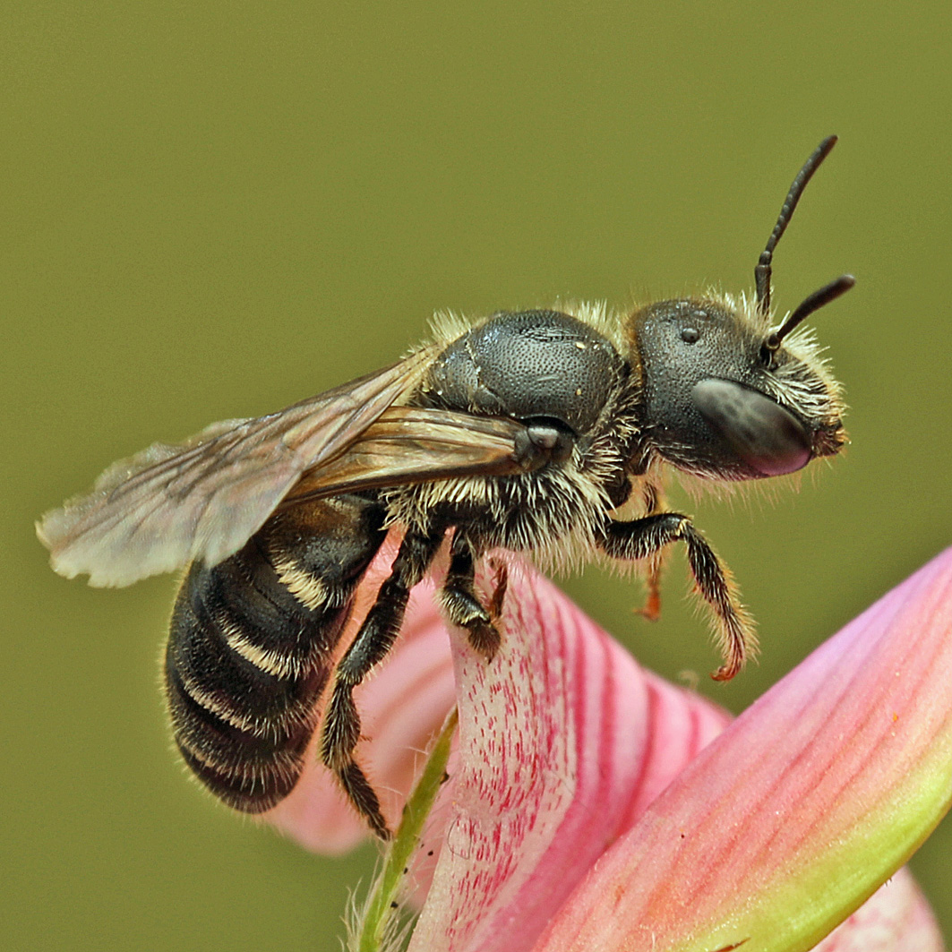 Fotografische Darstellung der Wildbiene Gelbspornige Stängelbiene