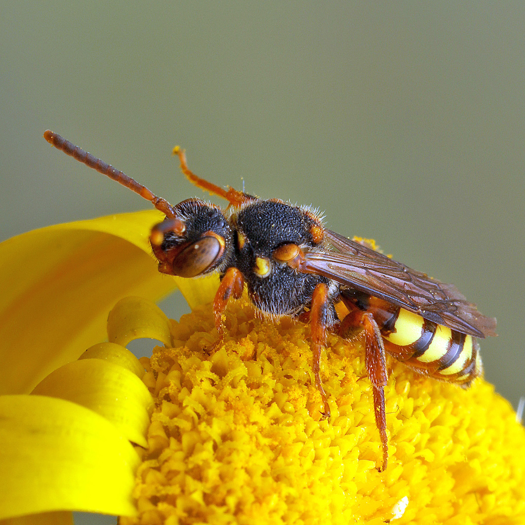 Fotografische Darstellung der Wildbiene Binden-Wespenbiene