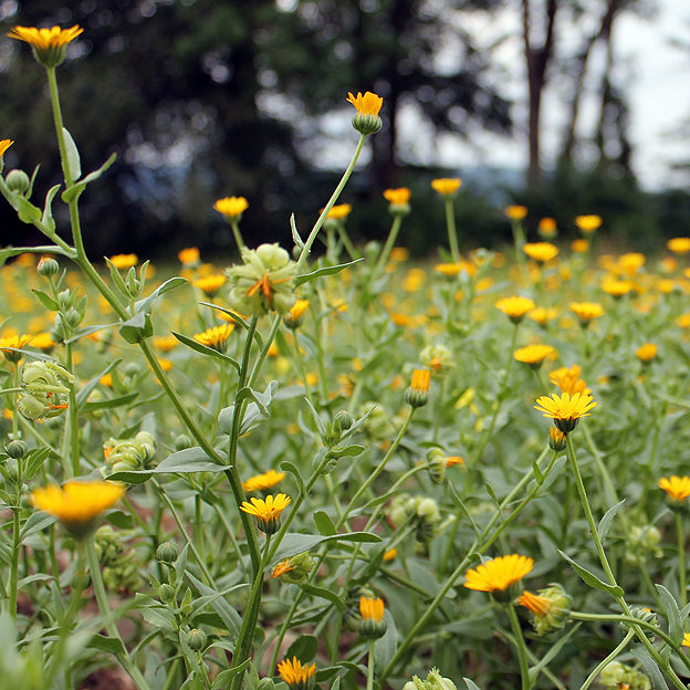 Fotografische Darstellung der Pflanze Acker-Ringelblume