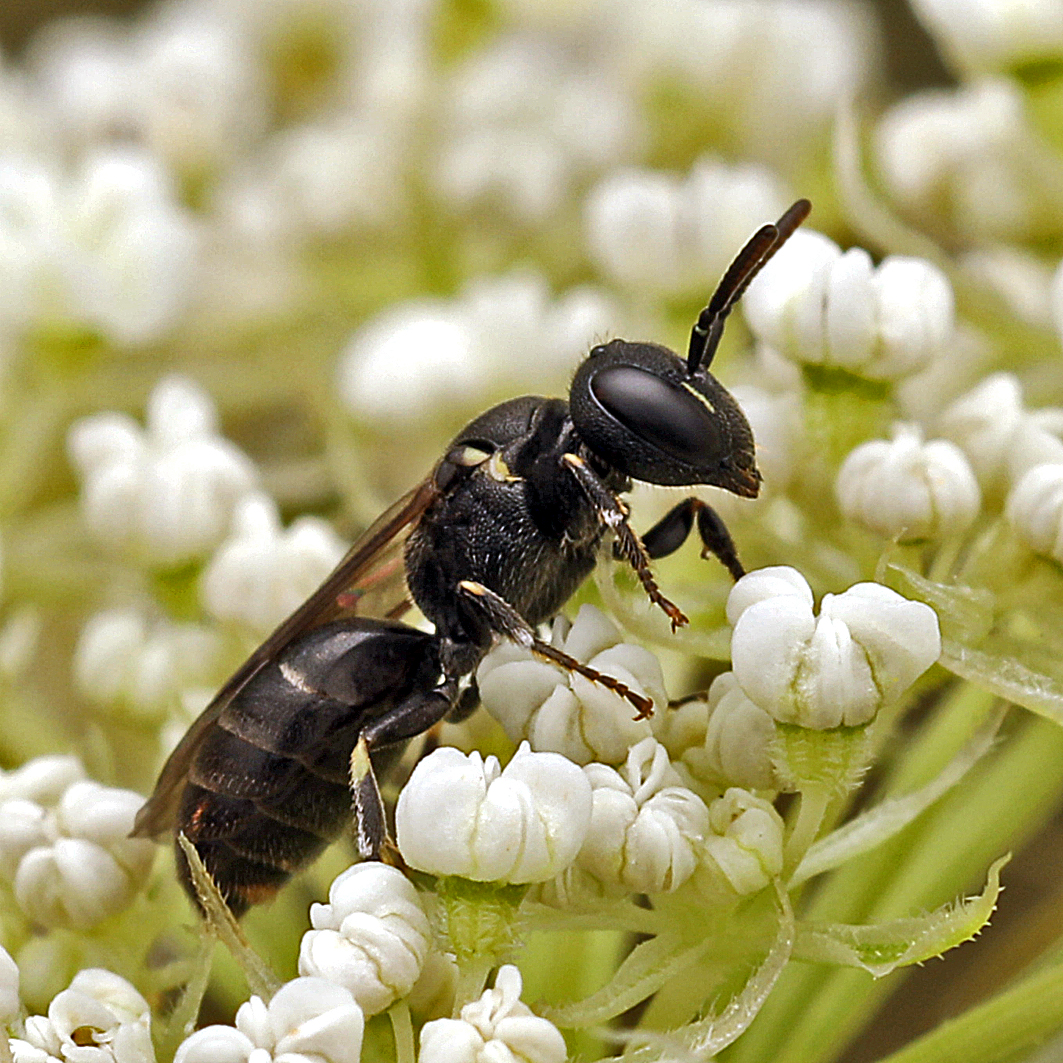 Fotografische Darstellung der Wildbiene Kahrs Maskenbiene