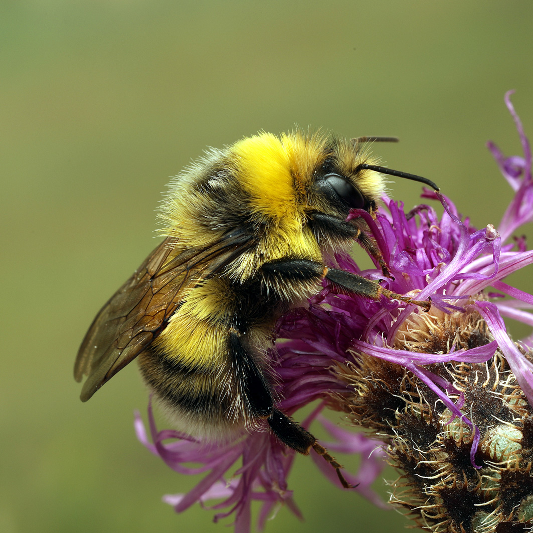 Fotografische Darstellung der Wildbiene Helle Erdhummel