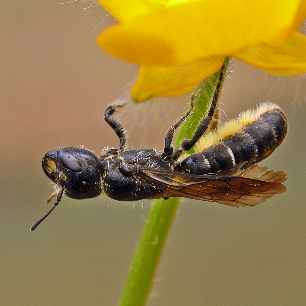 Fotografische Darstellung der Wildbiene Hahnenfuß-Scherenbiene