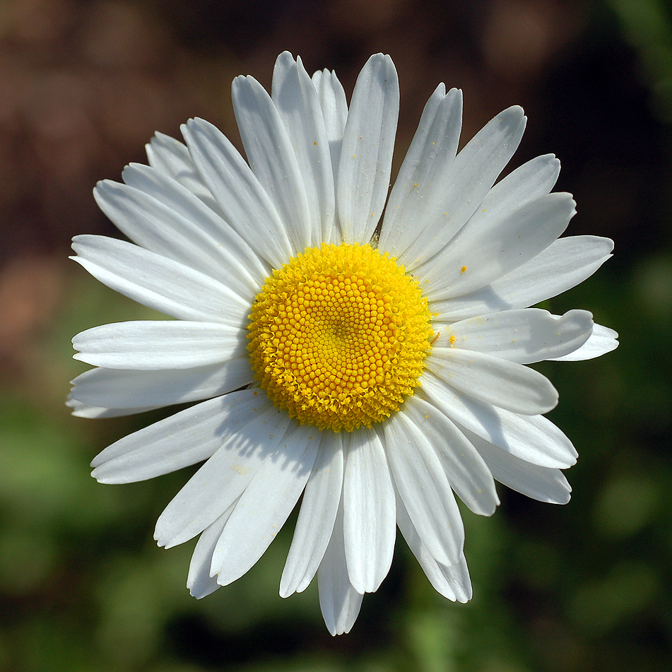 Fotografische Darstellung der Pflanze Gewöhnliche Wiesen-Margerite