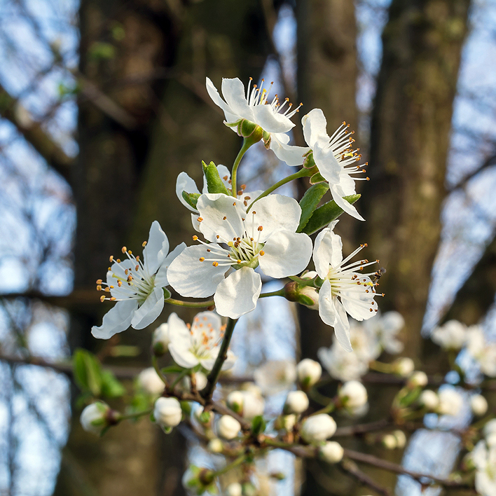 Fotografische Darstellung der Pflanze Zwetschgenbaum