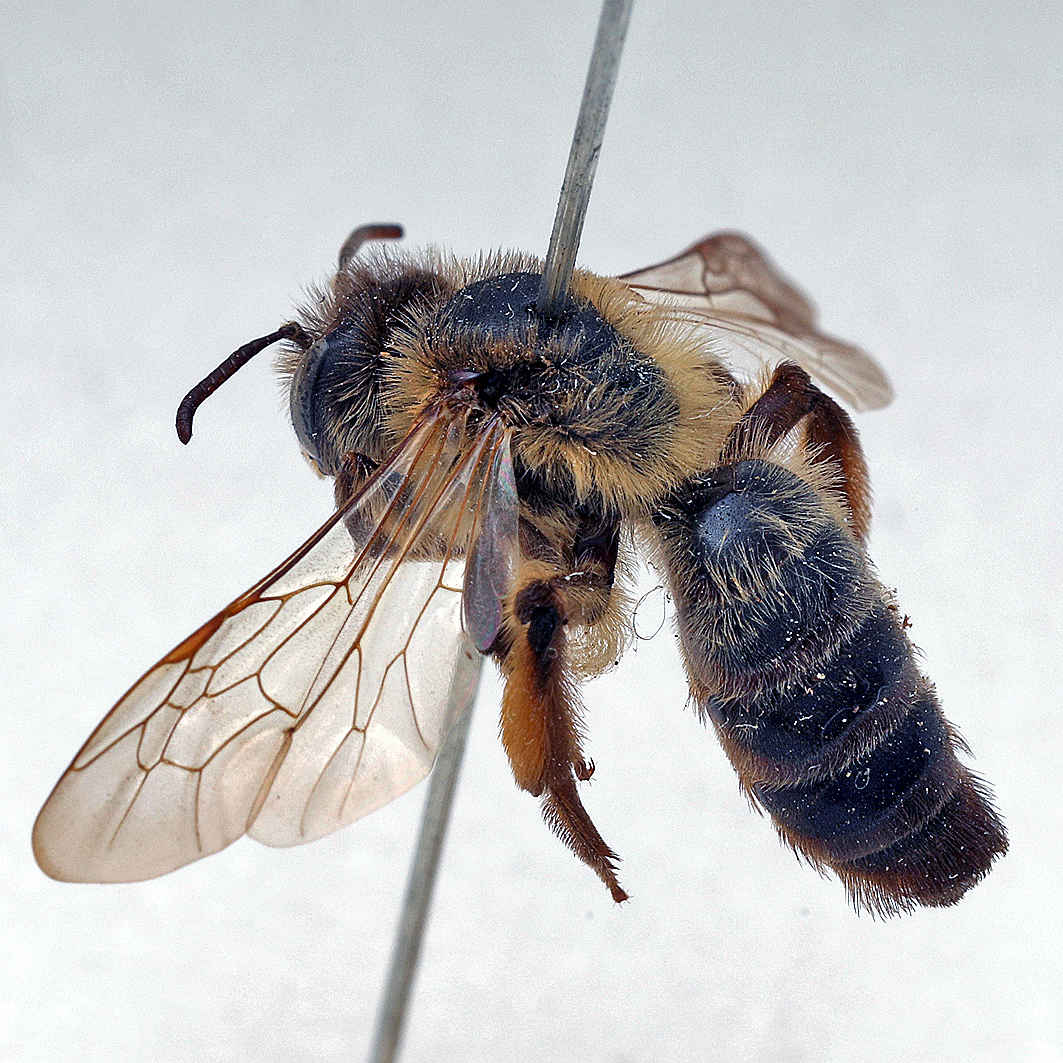 Fotografische Darstellung der Wildbiene Schweriner Sandbiene