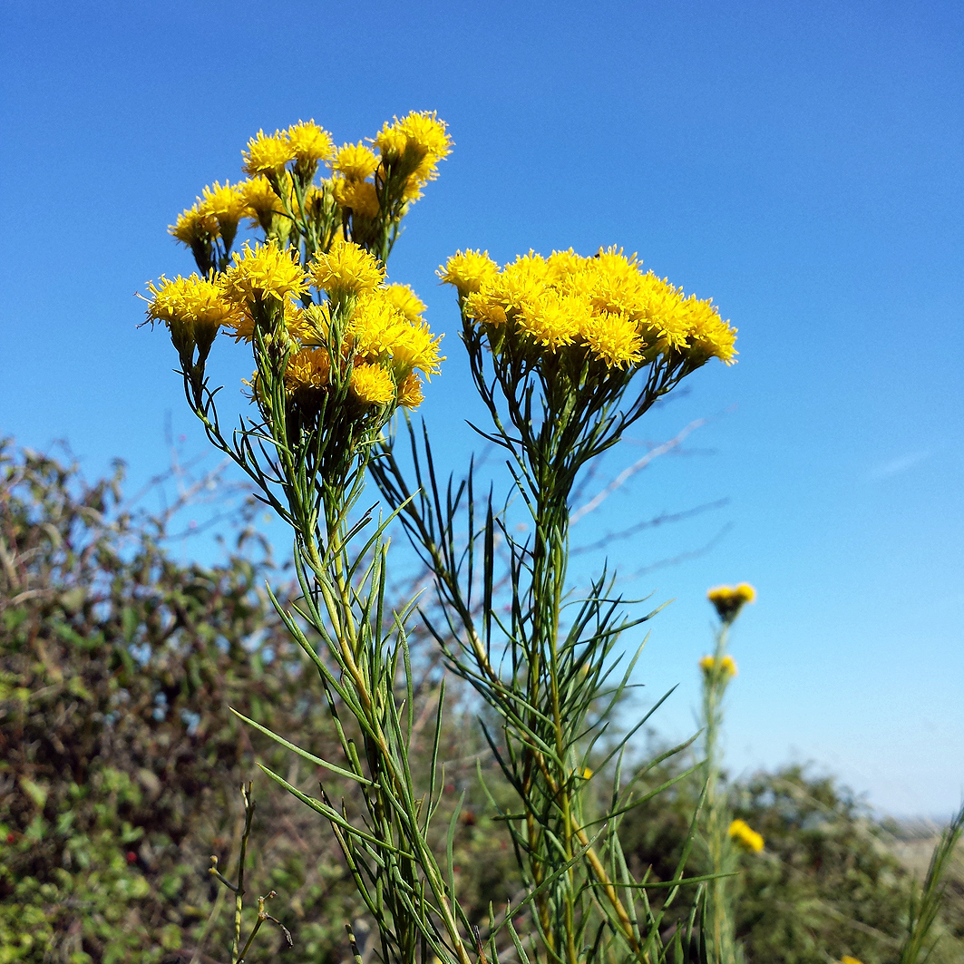 Fotografische Darstellung der Pflanze Gold-Aster