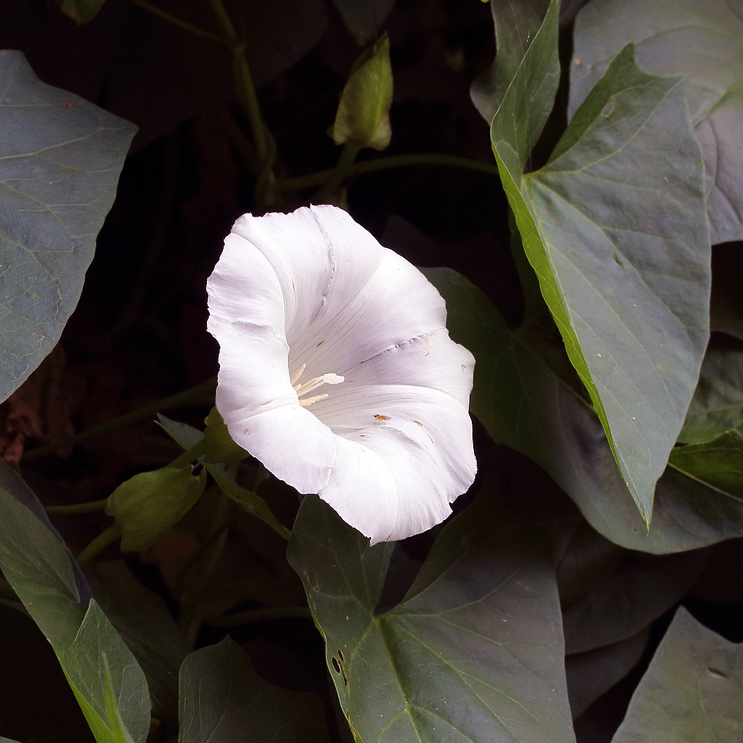 Fotografische Darstellung der Pflanze Calystegia sepium