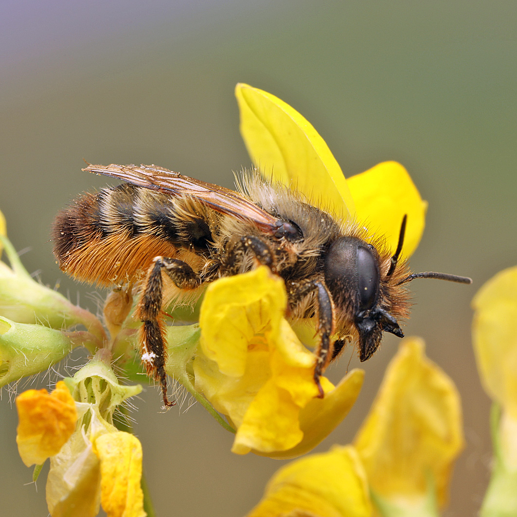 Fotografische Darstellung der Wildbiene Rote Mauerbiene