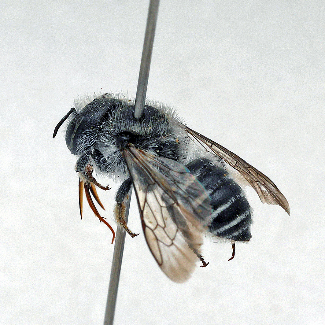 Fotografische Darstellung der Wildbiene Gekerbte Stängelbiene