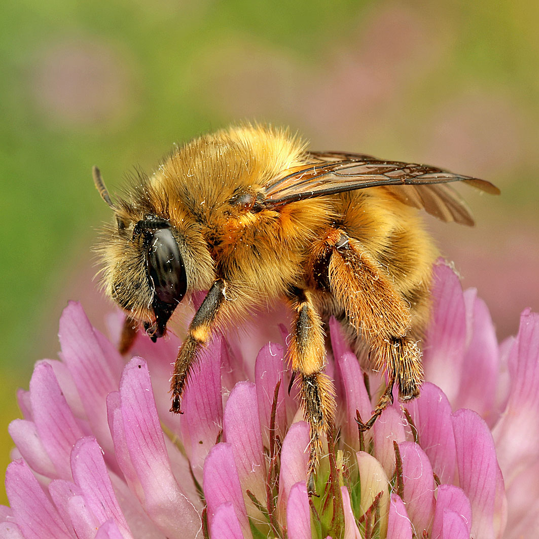 Fotografische Darstellung der Wildbiene Frühlings-Pelzbiene