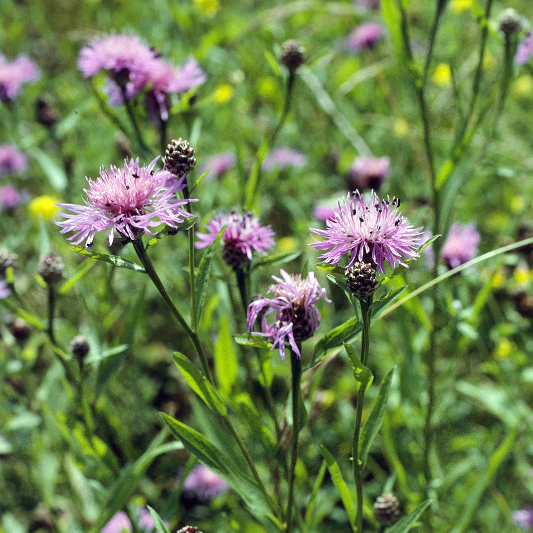 Fotografische Darstellung der Pflanze Wiesen-Flockenblume