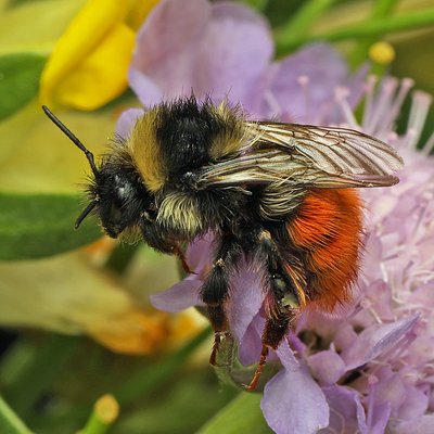 Fotografische Darstellung der Wildbiene Nordische Hummel