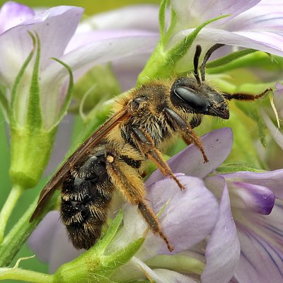 Fotografische Darstellung der Wildbiene Waldrand-Sandbiene