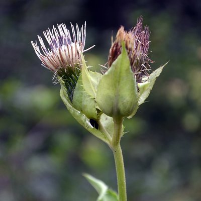 Fotografische Darstellung der Pflanze Kohldistel