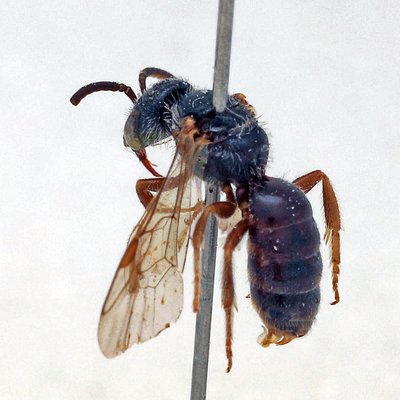 Fotografische Darstellung der Wildbiene Glatte Langkopf-Schmalbiene