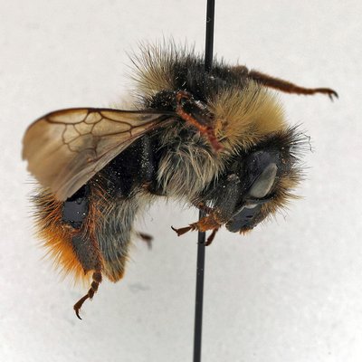 Fotografische Darstellung der Wildbiene Unerwartete Hummel