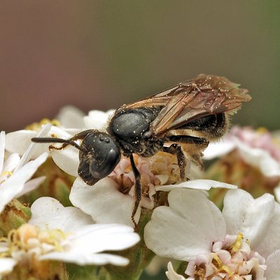 Fotografische Darstellung der Wildbiene Pygmäen-Schmalbiene