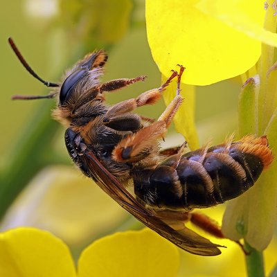 Fotografische Darstellung der Wildbiene Schöterich-Sandbiene