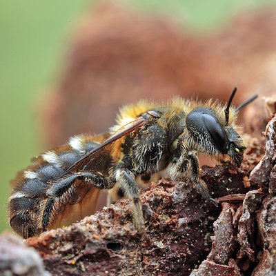 Fotografische Darstellung der Wildbiene Höcker-Stängelbiene