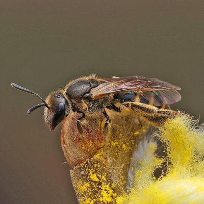 Fotografische Darstellung der Wildbiene Breitkopf-Schmalbiene