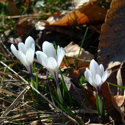 Fotografische Darstellung der Pflanze Frühlings-Krokus