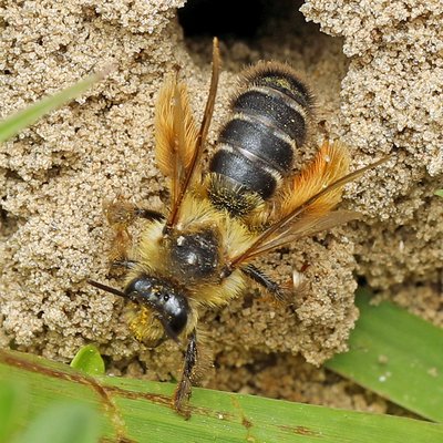 Fotografische Darstellung der Wildbiene Dunkelfransige Hosenbiene