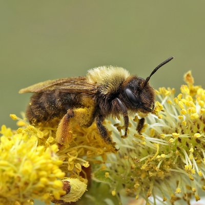 Fotografische Darstellung der Wildbiene Rotbeinige Lockensandbiene