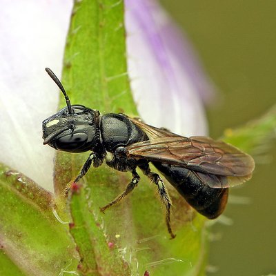 Fotografische Darstellung der Wildbiene Schwarze Keulhornbiene