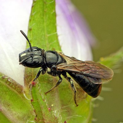 Fotografische Darstellung der Wildbiene Schwarze Keulhornbiene