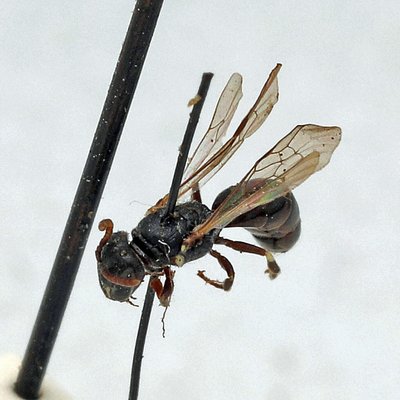 Fotografische Darstellung der Wildbiene Röhricht-Maskenbiene