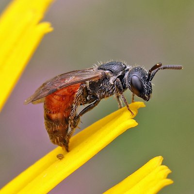 Fotografische Darstellung der Wildbiene Punktierte Blutbiene