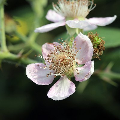 Fotografische Darstellung der Pflanze Echte Brombeere