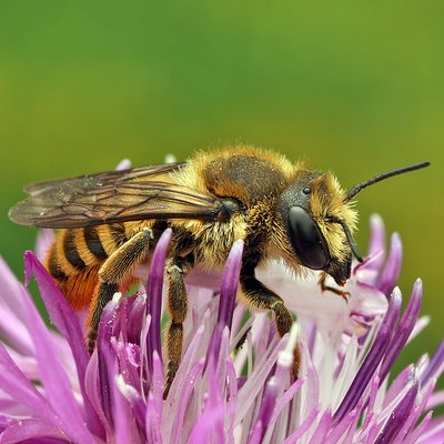 Fotografische Darstellung der Wildbiene Schwarzafter-Blattschneiderbien