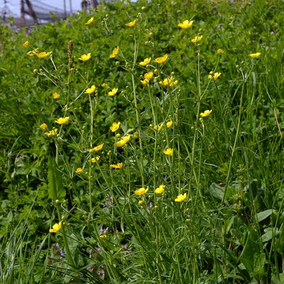 Fotografische Darstellung der Pflanze Scharfer Hahnenfuss