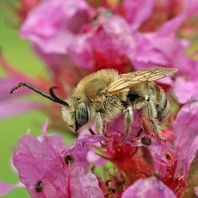 Fotografische Darstellung der Wildbiene Blutweiderich-Langhornbiene