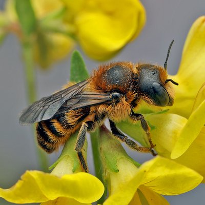 Fotografische Darstellung der Wildbiene Dreizahn-Stängelbiene