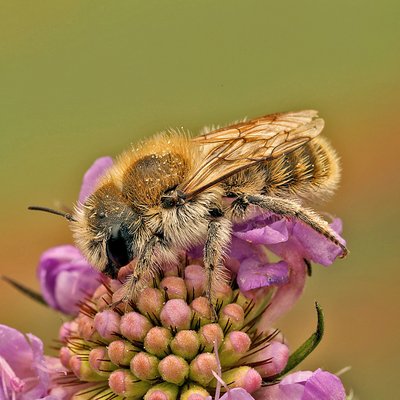 Fotografische Darstellung der Wildbiene Witwenblumen-Mauerbiene