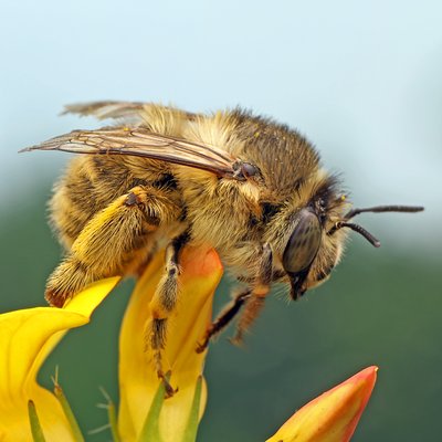 Fotografische Darstellung der Wildbiene Vierfleck-Pelzbiene