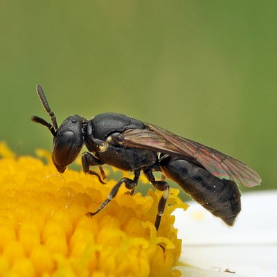 Fotografische Darstellung der Wildbiene Sandrasen-Maskenbiene