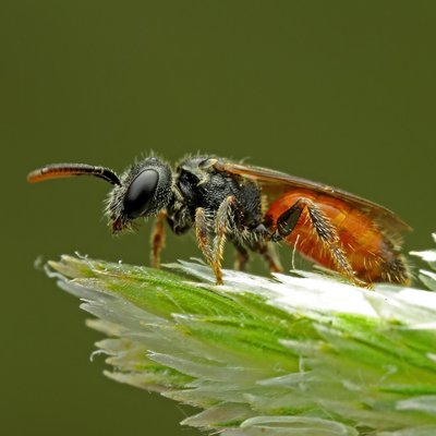 Fotografische Darstellung der Wildbiene Kroatische Blutbiene